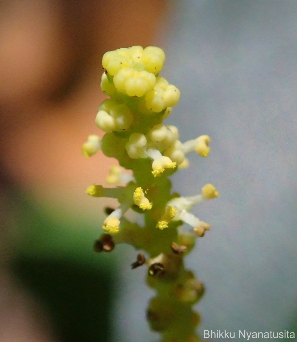 Excoecaria oppositifolia Griff.